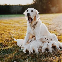Goldendoodle Puppies from Doodlebloom Farm