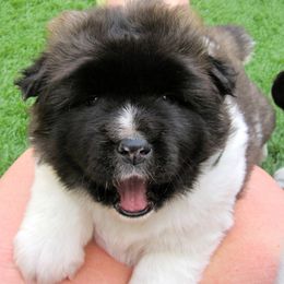 Akita from SunDevil Akitas
