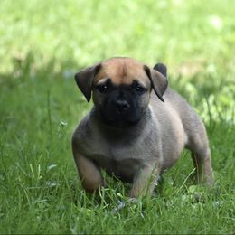No Collar - Fawn female Boerboel puppy in Manitowoc, Wisconsin from Mae Boerboel