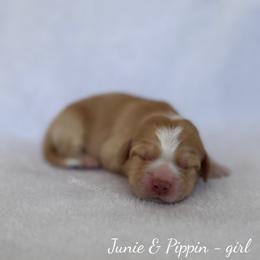 Coral - Caramel female Australian Labradoodle puppy in Belding, Michigan from Rutu Australian Labradoodles