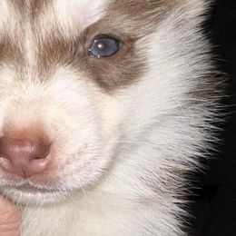 Siberian Husky Puppies from Feazell’s Siberian Huskies