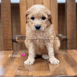 Flossie - Red  female Goldendoodle puppy in Lancaster, Minnesota from North Star Dog Training