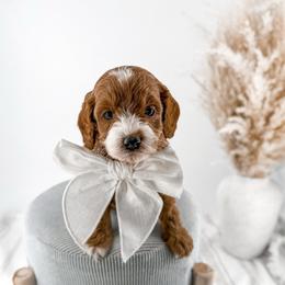 It's The Little Things- Warm Cookies - Red  female Goldendoodle puppy in Russell Springs, Kentucky from Milk & Honey Doodles