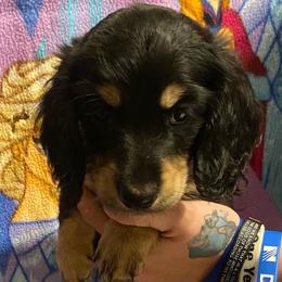 Pepe AKC full rights - Black and tan male Dachshund puppy in Elizabethtown, Kentucky from Teeny Tiny Puppy Tails