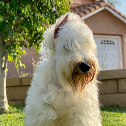 Mambo - Miniature Schnauzer