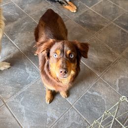 Summer - Toy Australian Shepherd