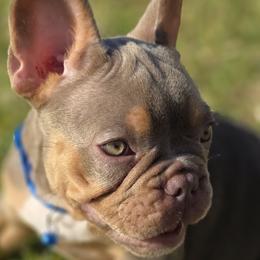 Blue - Tricolors male French Bulldog puppy in Cape Coral, Florida from Taylor’s Frenchies LLC