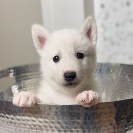 Siberian Husky Puppies from Snowy Siberians
