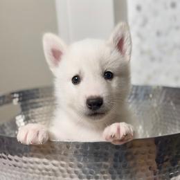 Siberian Husky Puppies from Snowy Siberians