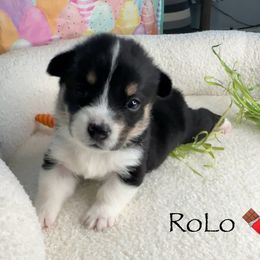 RoLo - Black and tan Pembroke Welsh Corgi puppy in Salisbury, Maryland from Coastal Corgis