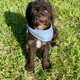 Tobey - Chocolate male Goldendoodle puppy in Osage City, Kansas from Golden Ridge Goldens