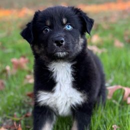 Frontier - Black tri-color male Australian Shepherd puppy in Argyle, Iowa from Country Time Kennels