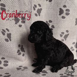 Cranberry - Black female Poodle puppy in Nederland, Texas from Lingo Standard Poodles