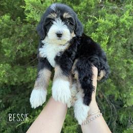 Bernedoodle and Golden Mountain Doodle Puppies from Tilley's Southern Doodles