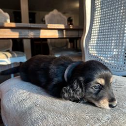 Fred - Black and cream male Dachshund puppy in Summertown, Tennessee from The Dapper Dachshund