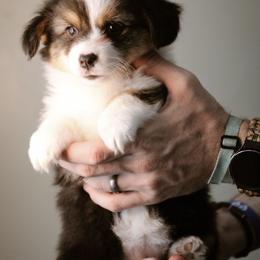 Sarah - Black and tan female Pembroke Welsh Corgi puppy in South Otselic, New York from Ridge Top Corgis