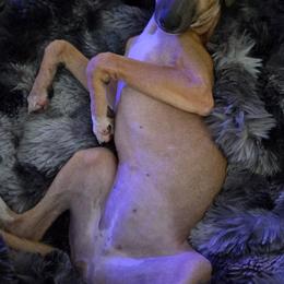 Bellina Butters - Sable female Italian Greyhound puppy in Southwest Florida, Florida from Woofford Italian Greyhounds