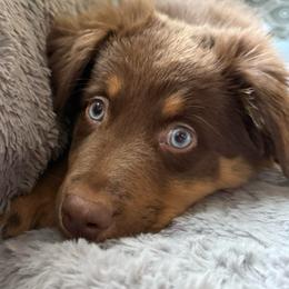 Aurora - Red tri-color female Australian Shepherd puppy in East Hartford, Connecticut from CT Aussies