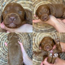 Lavendar - Apricot female Cavapoo puppy in Yuciapa, California from AlltheDoodlez_