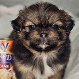 Butter Bean - Sable male Tibetan Spaniel puppy in Vancouver, Washington from Trillium Tibetan Spaniels