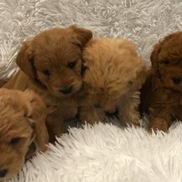 Labradoodles from Revasdoodles