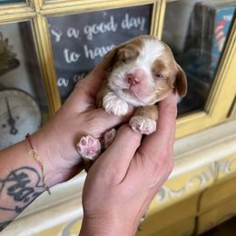 Cocker Spaniel Puppies from Canyonside Cocker Spaniels