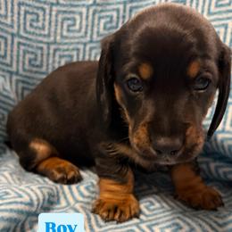 Bandit - Black and tan male Dachshund puppy in Fruita, Colorado from M & M Breeding