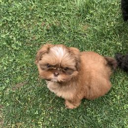 Shih Tzu Puppies from Meihem Pups