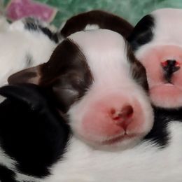 English Springer Spaniels from Canyon Sage Springers
