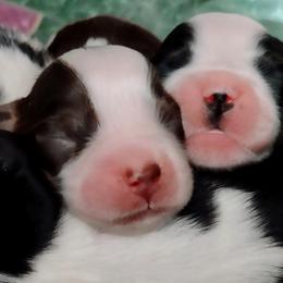 English Springer Spaniels from Canyon Sage Springers