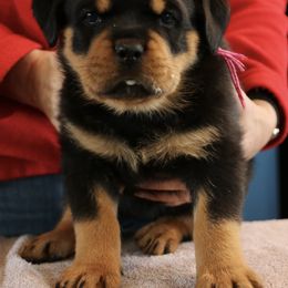 Rottweiler Puppies from Flusstal Rottweilers