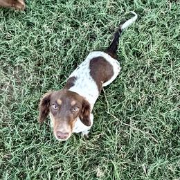 Lilly - Dachshund