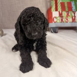 Mistletoe - Phantom male Goldendoodle puppy in Luana, Iowa from Country View Bernedoodles and Goldendoodles