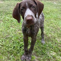 German Shorthaired Pointers from Swampy GSP