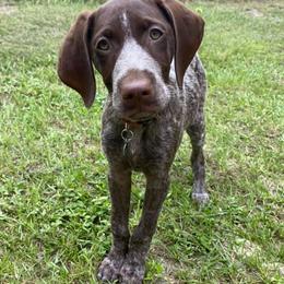 German Shorthaired Pointers from Swampy GSP