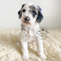 Goldendoodle Puppies from Eagle Mountain Doodles