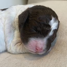 Lagotto Romagnolo Puppies from Southern Lagotto