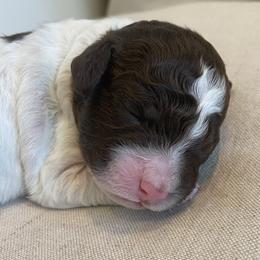 Lagotto Romagnolo Puppies from Southern Lagotto