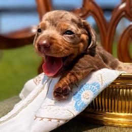 Imogen - Dapple female Dachshund puppy in Stilwell, Oklahoma from MB’s Dachshunds