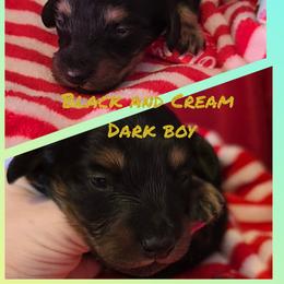Dark boy - Black and cream male Dachshund puppy in Rutherfordton, North Carolina from Knock Out Doxie’s