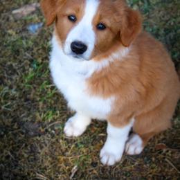 Kindle - Sable and white female English Shepherd puppy in Ozark, Missouri from Town & Country English Shepherds