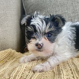 Shih Tzu, Shorkie, Yorkipoo, and Yorkshire Terrier Puppies from Little Rascal Ranch