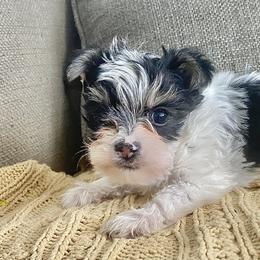 Shih Tzu, Shorkie, Yorkipoo, and Yorkshire Terrier Puppies from Little Rascal Ranch