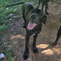 Girl 2 - Black Great Dane puppy in Hydes, Maryland from Chapman House of Danes