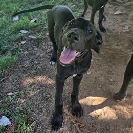 Girl 2 - Black Great Dane puppy in Hydes, Maryland from Chapman House of Danes
