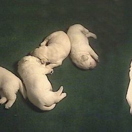 Labrador Retriever Puppies from Barefoot Labradors
