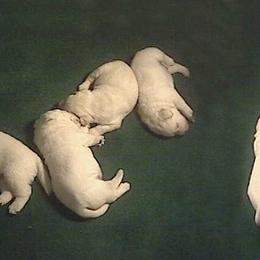 Labrador Retriever Puppies from Barefoot Labradors