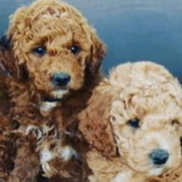 Aussiedoodles and Goldendoodles from Herriman Hills Doodles