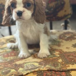 Girl 1 - Blenheim female Cavalier King Charles Spaniel puppy in Ocala Fl, Florida from Encore Cockers