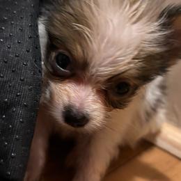 Chip - Red white and sable male Papillon puppy in Spartanburg, South Carolina from Sassy Pap Farms